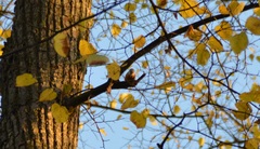 Sitta europaea
