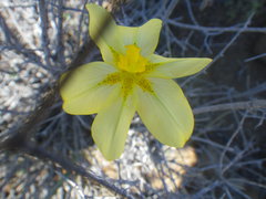 Moraea pallida