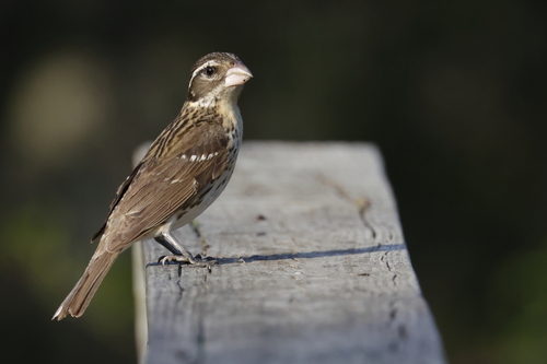 Rose-breasted Grosbeak, photo 7 of 10