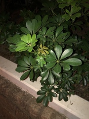 Heptapleurum arboricola