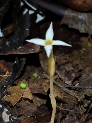 Voyria