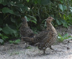 Canachites canadensis canace