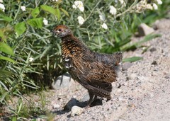 Canachites canadensis canace