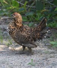 Canachites canadensis canace