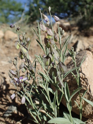 Image of Hebecarpa barbeyana by (c) Sue Carnahan, some rights reserved (CC BY)