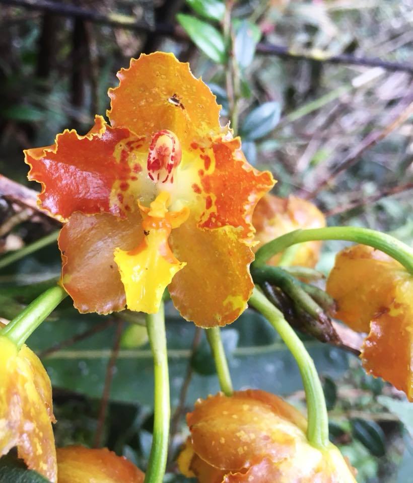 Otoglossum