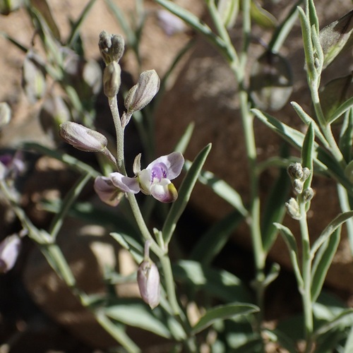 Image of Hebecarpa barbeyana by (c) Sue Carnahan, some rights reserved (CC BY)