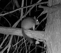 Bushy-tailed Woodrat