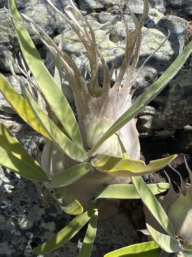 Platycerium veitchii, photograph 6