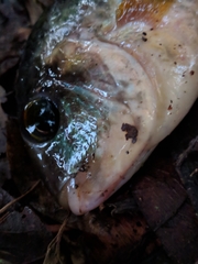 Aequidens tetramerus