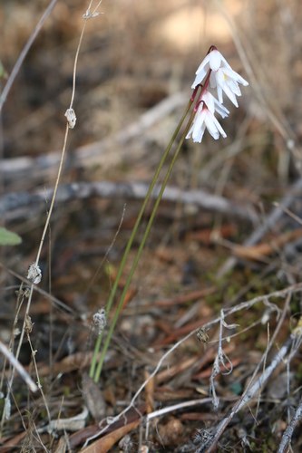 Amaryllidaceae image