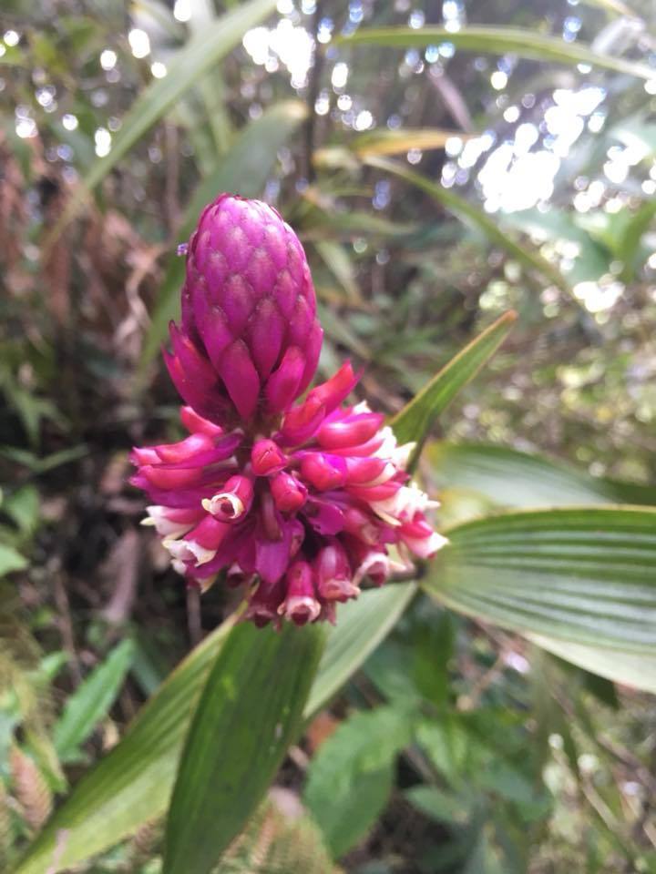 Elleanthus smithii