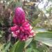 Elleanthus smithii - Photo (c) batsoul, alguns direitos reservados (CC BY), uploaded by batsoul