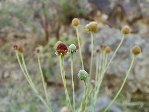 Image of Helenium thurberi by (c) Sue Carnahan, some rights reserved (CC BY)