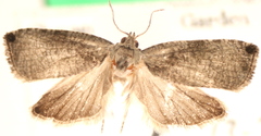 Olethreutes exoletum