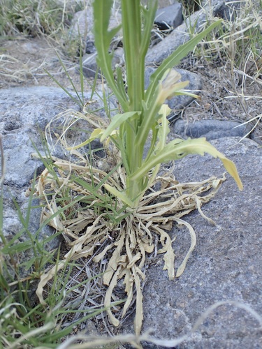 Image of Helenium thurberi by (c) Sue Carnahan, some rights reserved (CC BY)