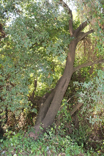 Quercus pseudococcifera image