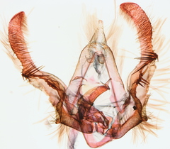 Olethreutes exoletum