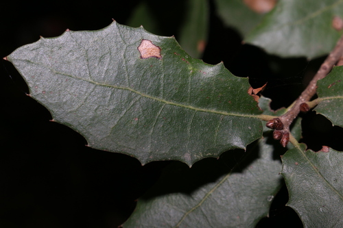 False-kermes oak