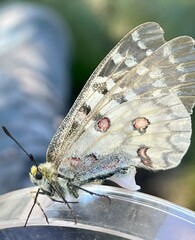 Parnassius clodius image
