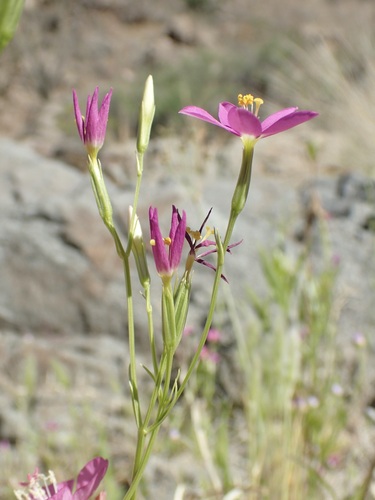 Image of Zeltnera arizonica by (c) Sue Carnahan, some rights reserved (CC BY)