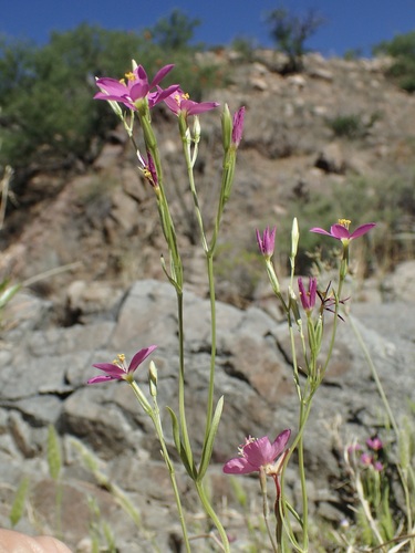 Image of Zeltnera arizonica by (c) Sue Carnahan, some rights reserved (CC BY)