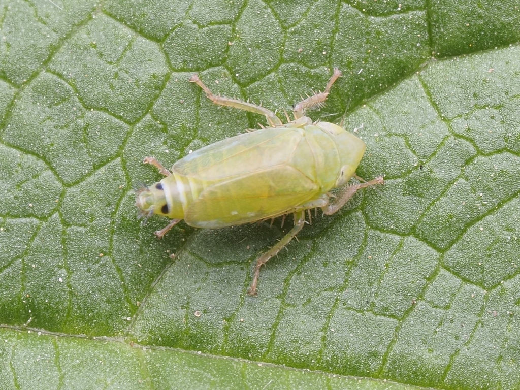 Brachypterona