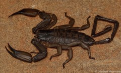 Hadogenes trichiurus