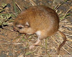 Gerbillinae