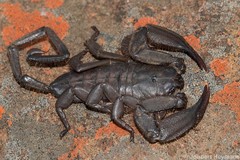 Hadogenes trichiurus