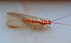 Dysochrysa furcata