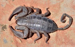 Hadogenes trichiurus