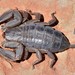 Albany Rock Scorpion - Photo (c) Joubert Heymans, some rights reserved (CC BY-NC-ND), uploaded by Joubert Heymans