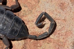 Hadogenes trichiurus