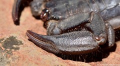 Hadogenes trichiurus