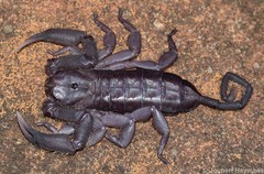 Hadogenes trichiurus