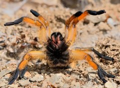 Harpactira pulchripes