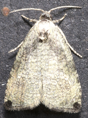 Olethreutes exoletum