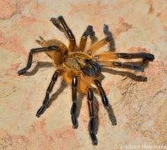 Harpactira pulchripes