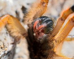 Harpactira pulchripes