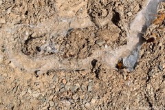 Harpactira pulchripes