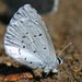 Celastrina ladon echo - Photo (c) David Hofmann, some rights reserved (CC BY-NC-ND)