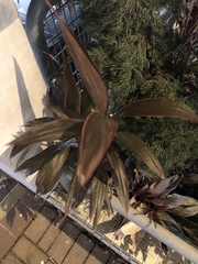 Cordyline fruticosa