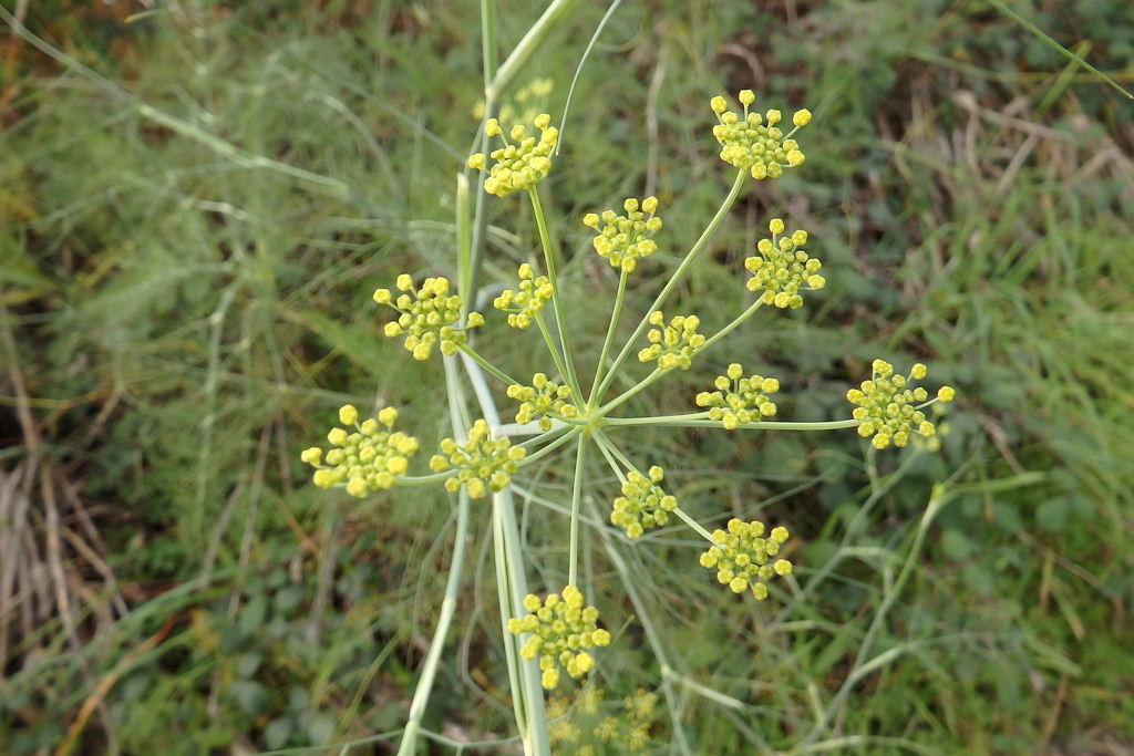 fennel from Canelas, Estarreja, Aveiro, Portugal on December 16, 2015