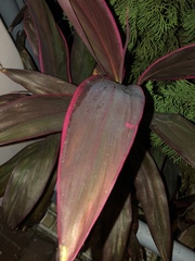 Cordyline fruticosa
