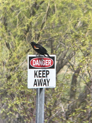 Red-winged Blackbird (Agelaius phoeniceus), photo 10
