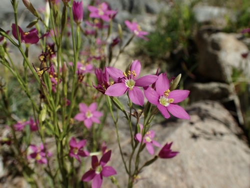 Image of Zeltnera arizonica by (c) Sue Carnahan, some rights reserved (CC BY)