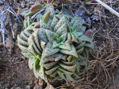 Crassula exilis