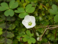 Oxalis magellanica