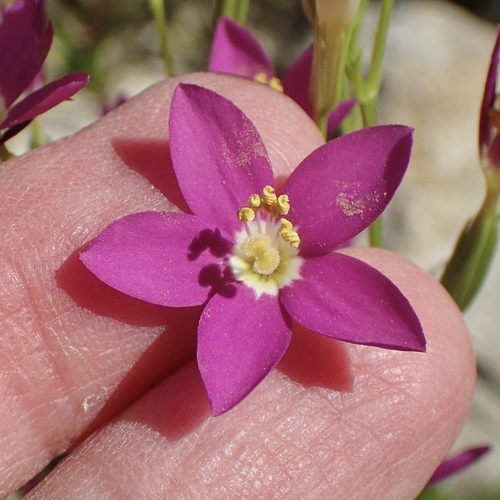 Image of Zeltnera arizonica by (c) Sue Carnahan, some rights reserved (CC BY)